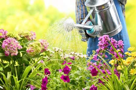 watering flowers in garden