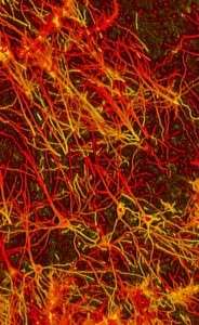 brain research meditation neuron pathways
