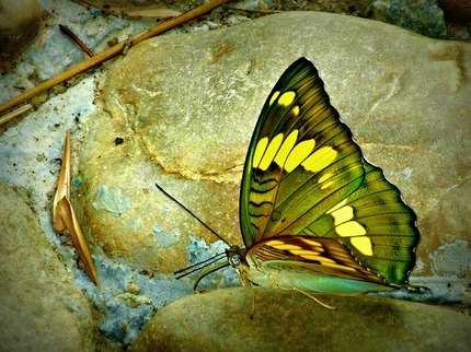 stunning nature - butterfly